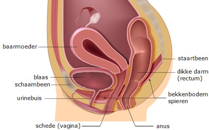 Grafische weergave van de bekkenbodemspieren in het onderlichaam van de vrouw.