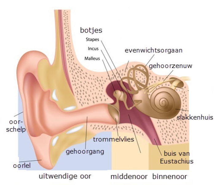 Grafische weergave van het uitwendige, midden- en binnenoor.