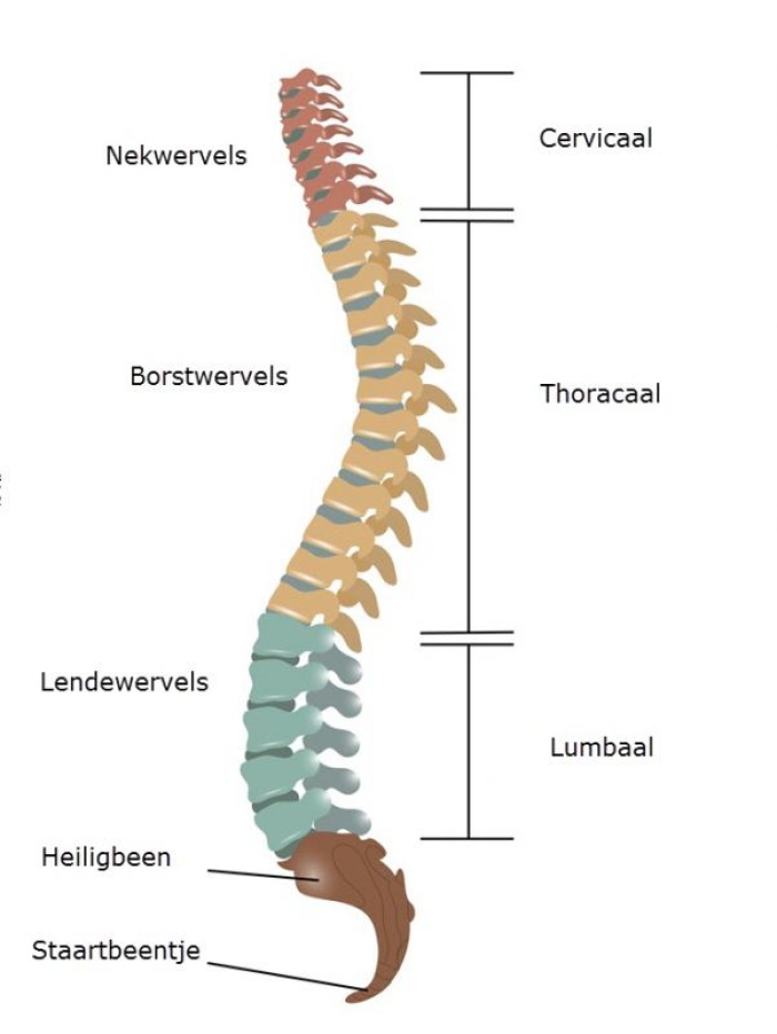 grafische weergave van de wervelkolom met van boven naar beneden de nekwervels (cervicaal), Borstwervels (thoracaal), Lendewervels (lumbaal), het heligbeen en het staartbeen. 