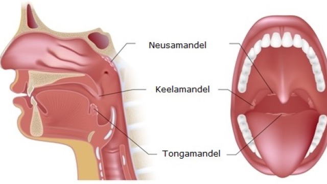 Grafische weergave van de keelamandelen , de neusamandel en de tongamandel.