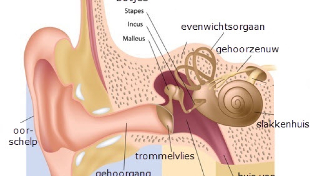 Grafische weergave van het uitwendige, midden- en binnenoor.