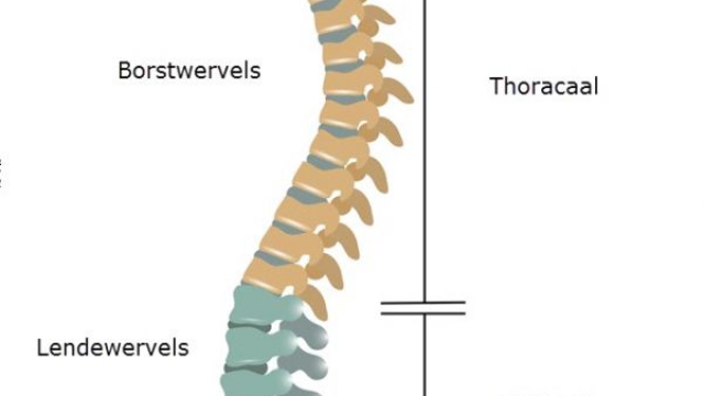 grafische weergave van de wervelkolom met van boven naar beneden de nekwervels (cervicaal), Borstwervels (thoracaal), Lendewervels (lumbaal), het heligbeen en het staartbeen. 